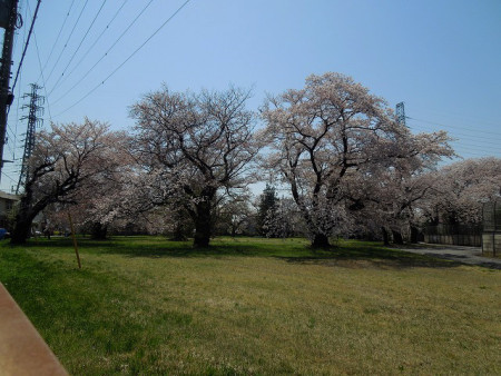 東京電力武蔵野変電所の桜