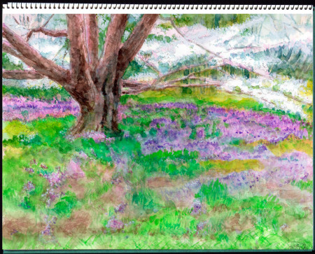 水彩画・小金井公園の大島桜 ©大貫伸樹 (禁無断転載 クリックで拡大)