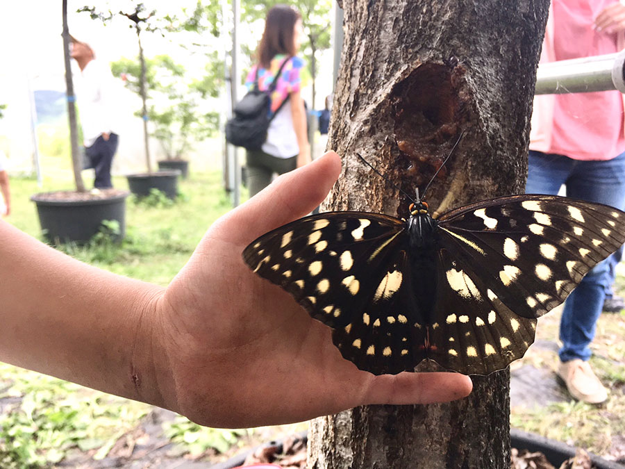 国蝶オオムラサキが里山に育つ 日の出町谷戸沢処分場の見学会 ひばりタイムス