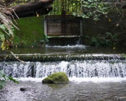 南沢湧水<br />
こぶし橋の周辺には多くのカワセミファンが集います。ちなみに私もファンのひとりです。上流にはカワセミ橋があります。今、ここでは水はほとんどありませんが、かってはカワセミくんが飛び交っていたのでしょう。開発などによって水量が減ったという、シンボリックな痕跡かもしれません。