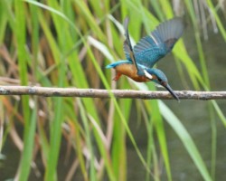 カワセミ こぶし橋<br />
こぶし橋の側には水生公園があり蓮池に時々カワセミくんが訪問。
