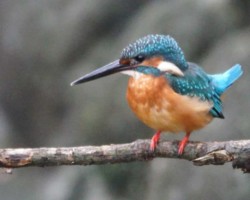 カワセミ こぶし橋