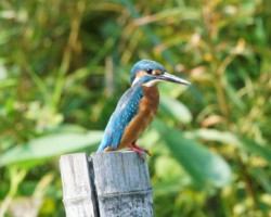 水生公園 <br />
あまりにも深いエメラルドグリーン、
ある意味独特な色なのです。色素の色ではなくて光の散乱の色なのです。身近な例で言うと、牛乳の白がそうです。透明なのに白く見える。雲などもそうです。
