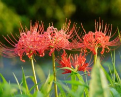 9月中旬、彼岸花 落合川<br />
彼岸花が咲き乱れるなかをカワセミが行き交っています。この季節ならではの最高のコラボなのかもせれませんが、枝でないと止まれません残念ながら。