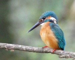 ふだんの散歩だと遭遇することはないでしょうが、ちょっと気に留めていただければ”小魚ハンター”に出会えるかもしれません。