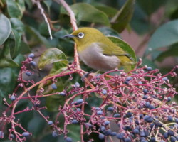 ひょうたん池のメジロ