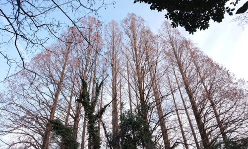 ひょうたん型の池の島、メタセコイヤ