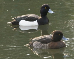 キンクロハジロのカップル