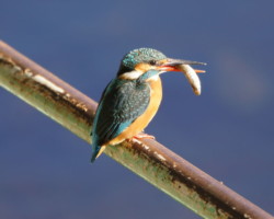 カワセミが お魚ゲット
