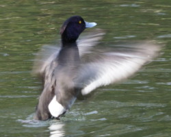 キンクロハジロ