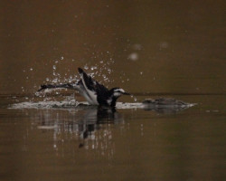 セグロセキレイの水浴び