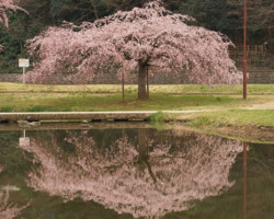 金山公園の桜 公園の桜
