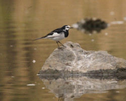 セグロセキレイ