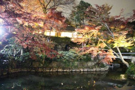 ライトアップされた紅葉が光る（向山庭園）