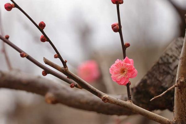 梅の花