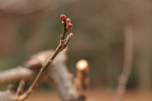 梅のつぼみ