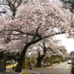 桜が満開の小平霊園