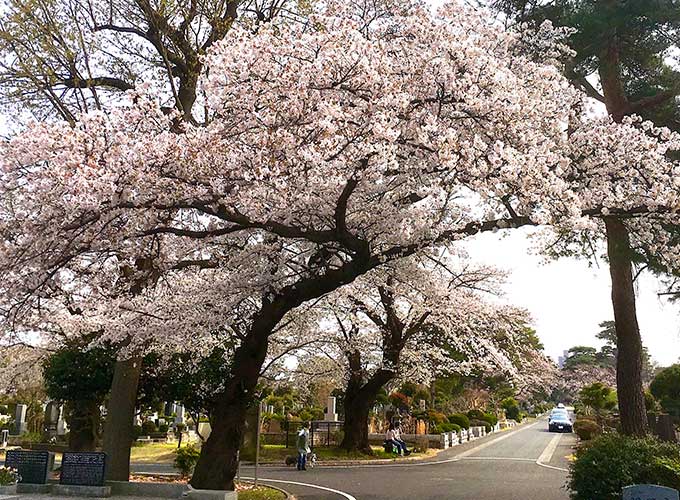 桜が満開の小平霊園