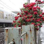 線路際のバラ