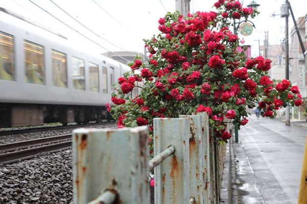 線路際のバラ