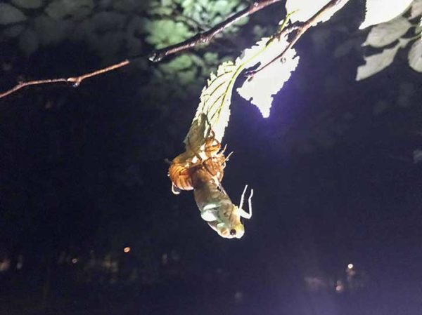 羽化するセミ