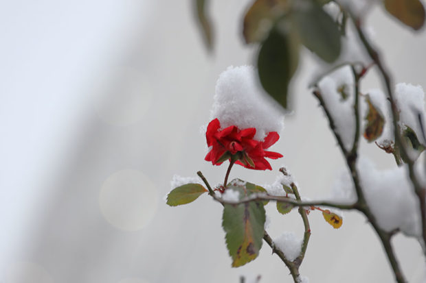 バラに雪の綿帽子