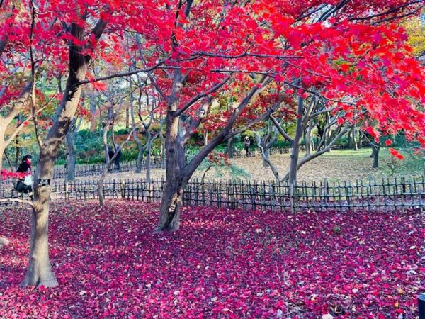 神代植物公園の紅葉
