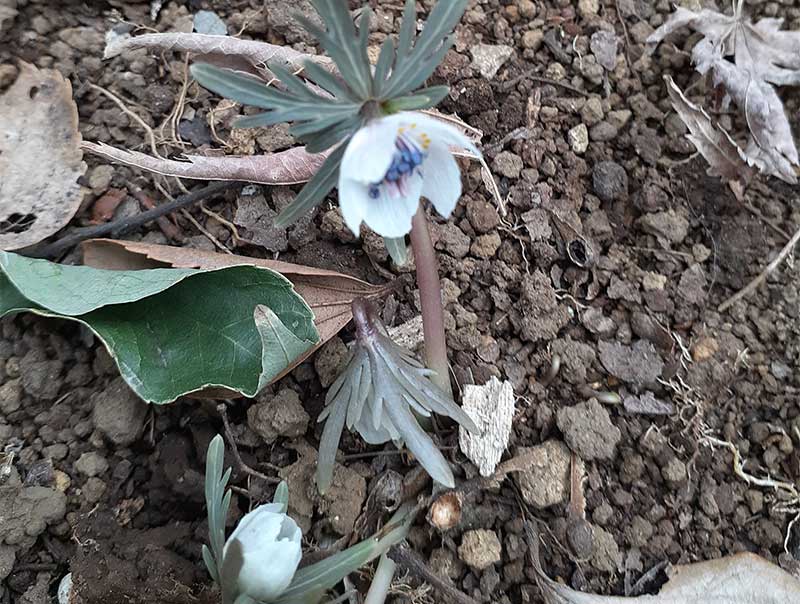 節分草