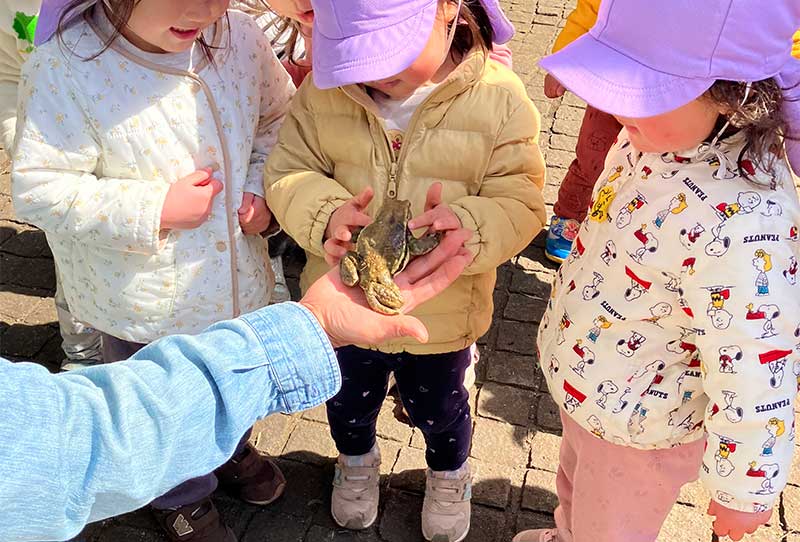 春の死者ヒキガエル