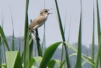 渡り鳥のオオヨシキリ
