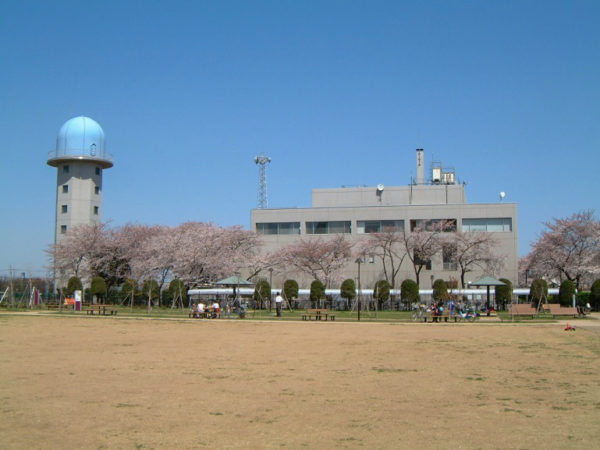気象センターの桜