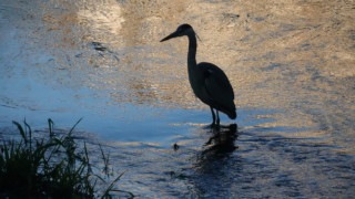 アオサギのシルエット