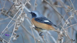 ジョウビタキ(オス)