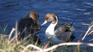 ヒドリガモの夫婦